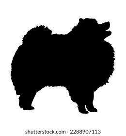 Dog Pomeranian Spitz silhouette. Pet. Animal. Vector isolated. Dog breed