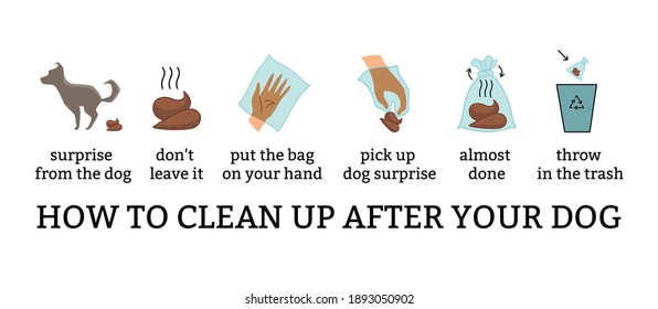 Dog poo clean up steps infographic set. Vector poster about hygiene animal, toilet cleaning information after your dog step by step. Picking waste in canine bag and throw in the trash