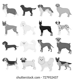 Dog, pooch, breed, and other web icon in monochrome style.Dalmatian, shepherd, terrier, icons in set collection.