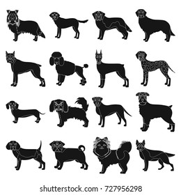 Dog, pooch, breed, and other web icon in black style.Dalmatian, shepherd, terrier, icons in set collection.