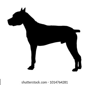 Dog portrait of American Staffordshire pit bull terrier vector silhouette illustration isolated. Dogo Argentino. Staffordshire silhouette. Dog alert sign. Home guard.  Black dog silhouette.