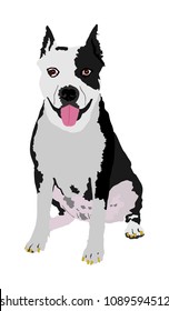 Dog portrait of American Staffordshire pit bull terrier vector illustration isolated. Beware of purebred dog. Dog show champion. Best friend. Alert, guard attention.