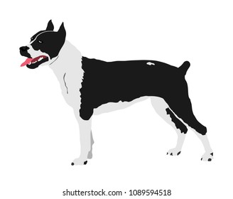 Dog portrait of American Staffordshire pit bull terrier vector illustration isolated. Beware of purebred dog. Dog show champion. Best friend. Alert, guard attention.