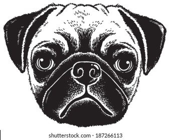 Dog portrait: Black and white vector sketch of a fawn pug's face