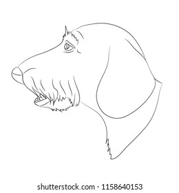 dog portrait , dachshund, lines, vector, white background