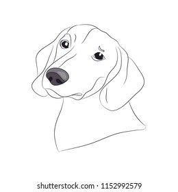 dog portrait ines, dachshund, lines, vector, white background