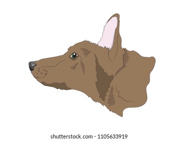dog portrait profile, look down, vector
