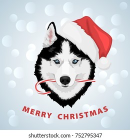 Dog portrait in a red Santa's hat with candy in mouth. Black and white Siberian husky with blue eyes. Merry Christmas and Happy New Year. The dog is a symbol of 2018. Vector illustration