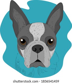 Dog potrait, illustration, vector on white background