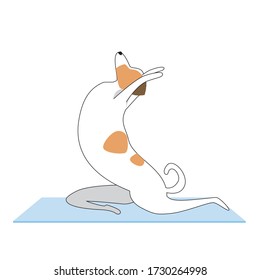 The dog practices yoga as a concept of asana on the mat. Stock vector flat illustration with cute sports character Jack Russell Terrier during asana