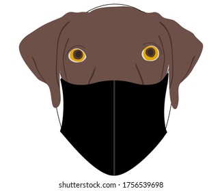 Dog with protective mask on white
