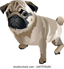 dog pug breed vector isolated on white background