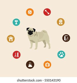 Dog pug infographic illustration vector icons set.
