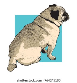 Dog pug sitting. Color picture picture of cute pet. Vector illustration in engraving style.