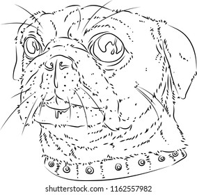 dog pug vector 