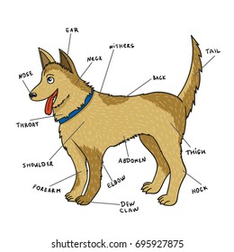 Dog Puppy Anatomy Stock Vector (Royalty Free) 695927875 | Shutterstock