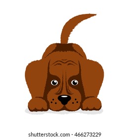 dog puppy on a white background