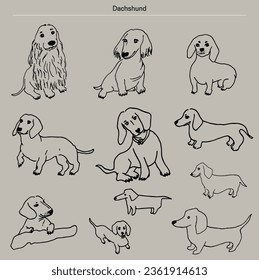 dog, puppy, pet, Dachshund_a dog breed
