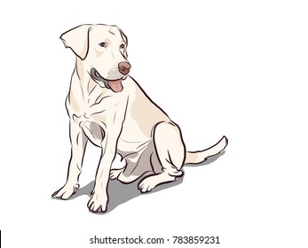 dog puppy smiley dog
Labrador retriever  