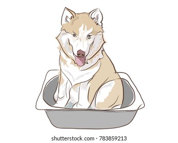 dog puppy smiley dog
Siberian Husky 