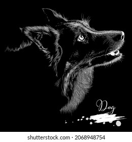 Dog, realistic sketch Animal, vector illustration