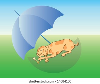 Dog resting under umbrella having Bone