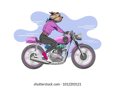 Dog is riding a classic motorcycle. Hand drawn vector illustration design concept.