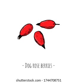 Dog rose berries. Vector cartoon illustration. Isolated objects on a white background. Hand-drawn style.