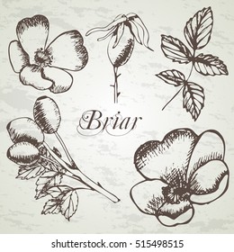 Dog rose. Brier. Eglantine. Fruit, buds, leaves of dog rose. Isolates on background. Outline drawing. Hand drawn vintage vector illustration.