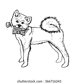 Dog with a rose cartoon vector illustration on white background. Doddle style. Presents a gift. Drawing of Akita. Pet art.