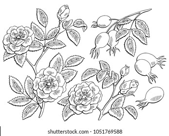 Dog rose flower berry plant graphic black white isolated sketch set illustration vector