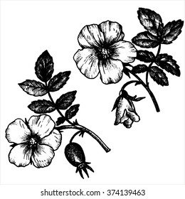 dog rose flowers with leaves and buds, hand drawn vintage vector illustration