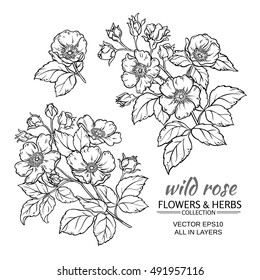 dog rose flowers vector set on white background