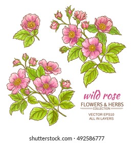 dog rose flowers vector set on white background