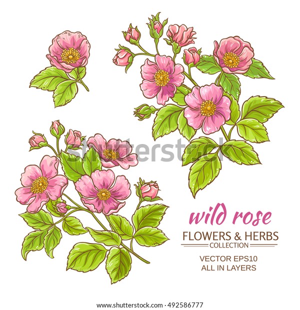 dog rose flowers vector set on white background