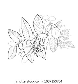 dog rose fruit sketch