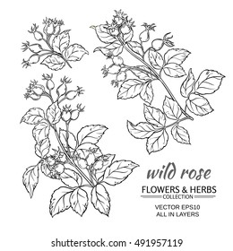 dog rose hips vector set on white background