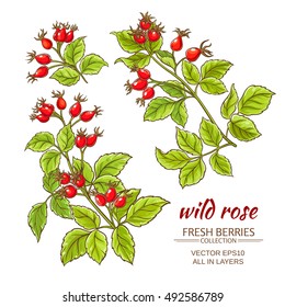 dog rose hips vector set on white background