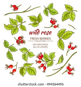 dog rose hips vector set on white background
