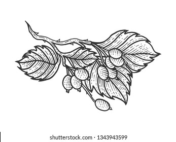 Dog rose with leaves sketch engraving vector illustration. Scratch board style imitation. Hand drawn image.