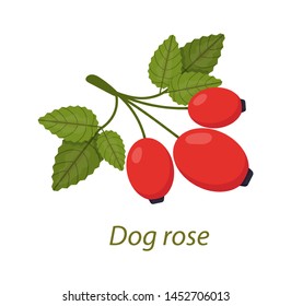 Dog rose plant with leaves, berries white isolated. Rosehip use in herbal tea, cosmetics, store, beauty salon, natural organic health care products vector illustration