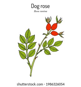 Hunderose (Rosa canina), essbare und medizinische Pflanze. handgezeichnete botanische Vektorgrafik