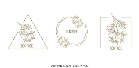 Dog rose, or Rosa canina floral hand drawn logo template. Vector illustration for badges, labels, and branding business identity