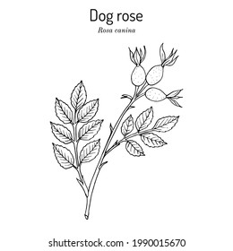 Hunderose (Rosa canina), Heilpflanze. handgezeichnete botanische Vektorgrafik