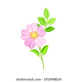 Dog Rose, Rosa Canina or Rosehip with Pale Pink Flower and Green Pinnate Leaves on Stem Vector Illustration