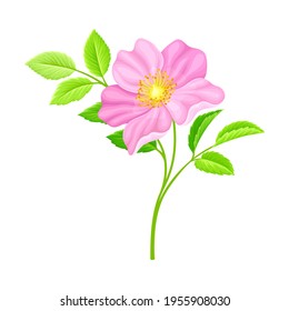 Dog Rose, Rosa Canina or Rosehip with Pale Pink Flower and Green Pinnate Leaves on Stem Vector Illustration