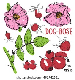 Dog rose Rose sketch.