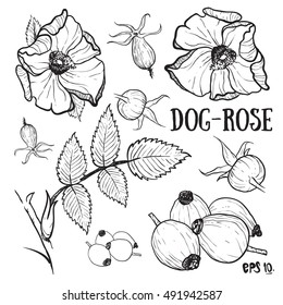 Dog rose Rose sketch.