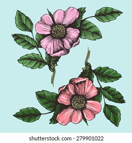 Dog roses. Vector illustration.