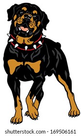 dog rottweiler breed, front view illustration isolated on white background 